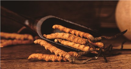 什么是斷草？斷草和冬蟲夏草的區(qū)別和購買常識